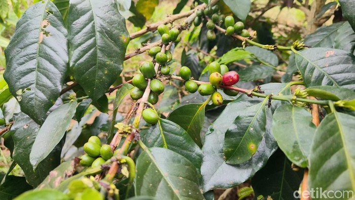 Kopi Java Buana Ciremai