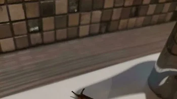 Ada yang nongol dari lubang wastafel! Seekor siput muncul tepat dari saluran pembuangan. Mau cuci tangan saja mendadak harus antre. Foto: Boredpanda