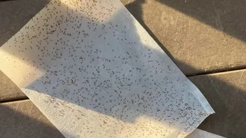Bintik-bintik hitam memenuhi kulit. Setelah dibersihkan dengan tisu, jumlahnya ternyata lebih banyak dari yang terlihat. Foto pria yang terkena kutu ini sukses bikin merinding sekaligus penasaran. Foto: Boredpanda