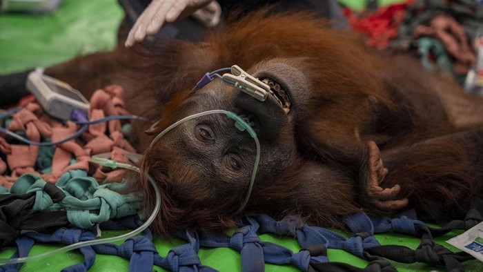Mama Penja, orang utan di Kayong Utara, alami luka bakar dan anemia berat akibat karhutla.
