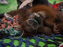 Karhutla Lukai Orang Utan Mama Penja, Kaki Terbakar & Badan Kurus