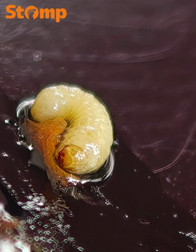 Pengunjung Temukan Banyak Larva di Butter Chicken