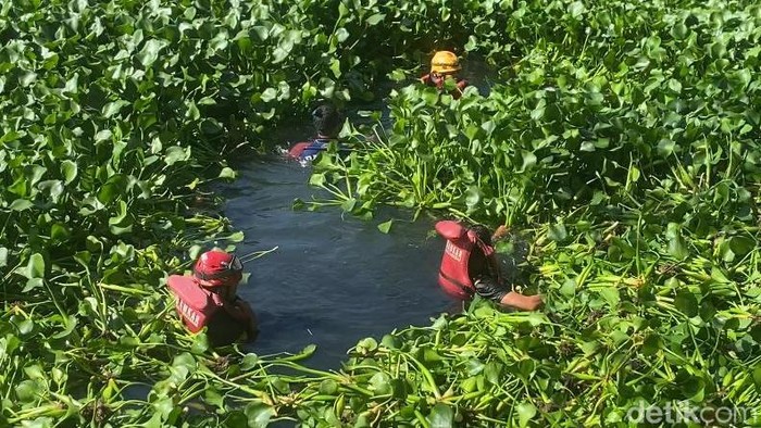 Tim SAR mencari lansia tenggalam di kanal Makassar dipenuhi eceng gondok.