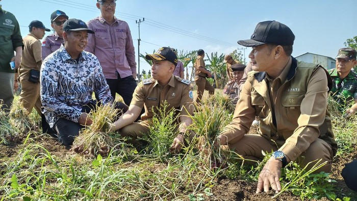 Bupati Lamongan Pak Yes melihat petani panen