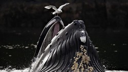 Foto Jawara European Photography Awards 2026 Bikin Susah Berkedip
