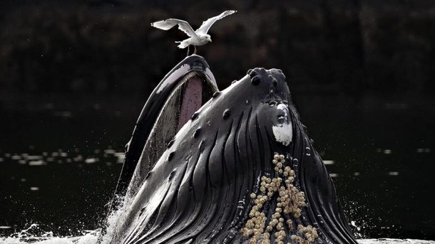 Foto Jawara European Photography Awards 2026 Bikin Susah Berkedip