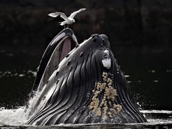 Foto Jawara European Photography Awards 2026 Bikin Susah Berkedip