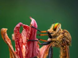 Foto Jawara European Photography Awards 2026 Bikin Susah Berkedip