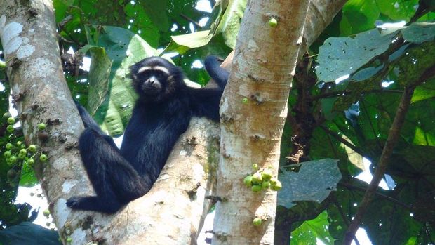 Habitat Siamang di Solok Selatan