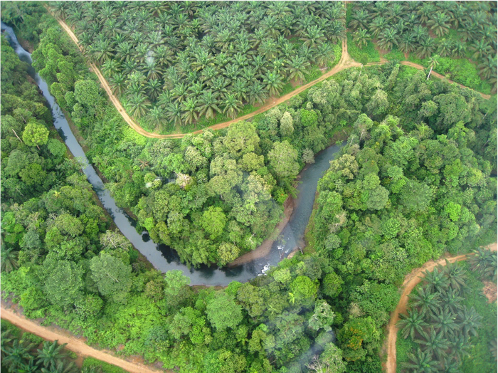 Hutan dan Sungai Konservasi di Tengah Perkebunan Sawit.