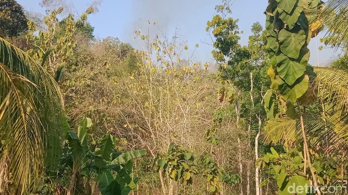 Hutan di perbatasan Desa Kebon dan Jotangan, Bayat, Klaten, sudah tidak ada titik api, Selasa (15/9/2026).