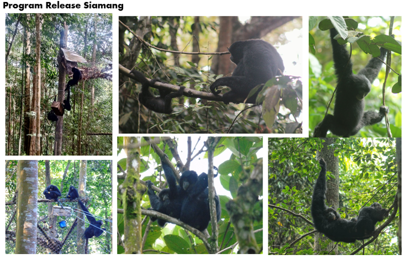 Kegiatan Pelepasliaran Siamang. Kegiatan Pelepasliaran Siamang.