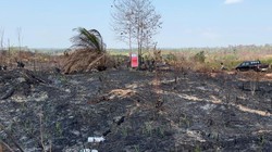Karhutla IKN Kembali Berasap Usai Dipadamkan, Menhut: Keroyokan Lagi