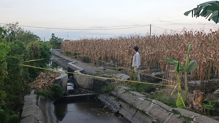 TKP terduga maling jeruk tewas dimassa di Dusun Kedungrejo, Desa Sambimulyo, Kecamatan Bangorejo, Banyuwangi