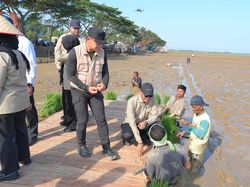 Menata Kembali Sawah Aceh Pascabencana, Pemerintah Turun Tangan