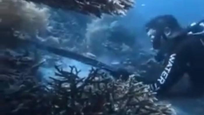 Momen WNA asal China diduga membunuh penyu di Perairan Raja Ampat. Dokumen Istimewa