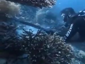 6 Fakta WNA China Buru-Santap Penyu di Raja Ampat