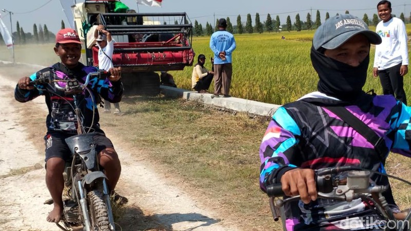 Ojek Gabah Adu Cepat di Sawah Lamongan, Semarakkan Panen Raya