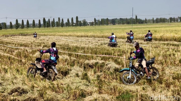 Ojek Gabah Adu Cepat di Sawah Lamongan, Semarakkan Panen Raya