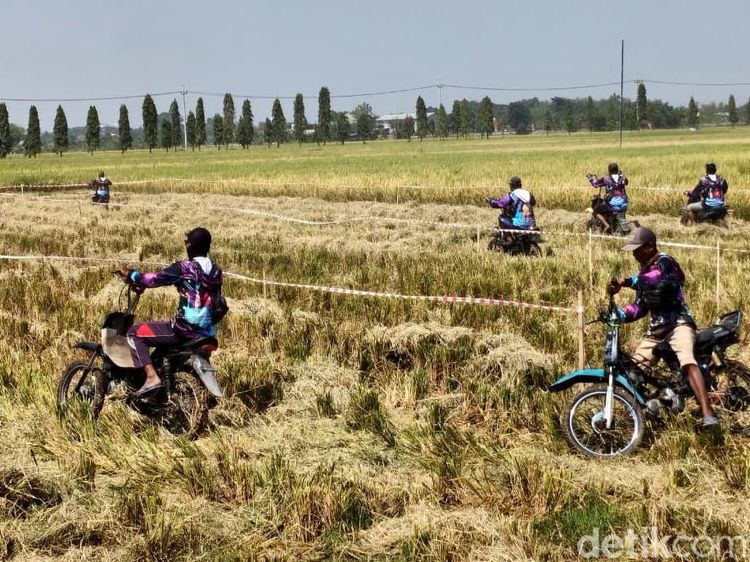 Serunya Balap Ojek Gabah di Lamongan
