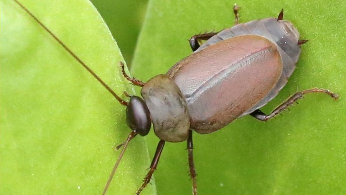 Pacific beetle cockroach (Diploptera punctata)