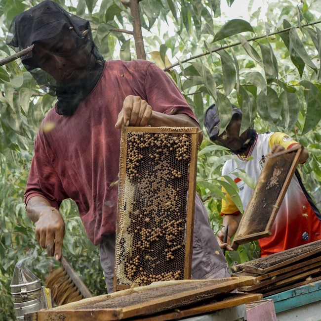 Panen Madu Apis Mellifera, Sekali Panen Capai 300 Kg