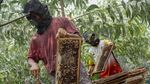 Panen Madu Apis Mellifera, Sekali Panen Capai 300 Kg