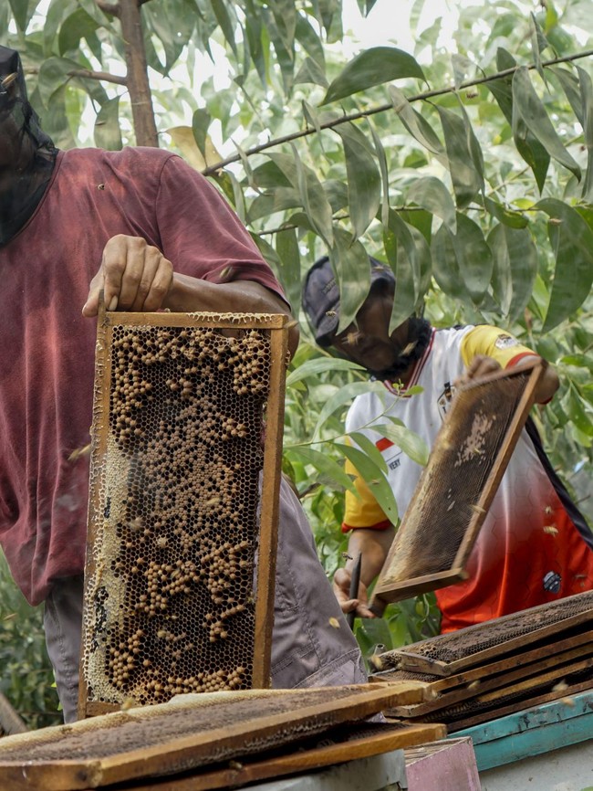 Panen Madu Apis Mellifera, Sekali Panen Capai 300 Kg