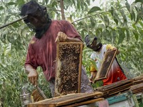 Panen Madu Apis Mellifera, Sekali Panen Capai 300 Kg