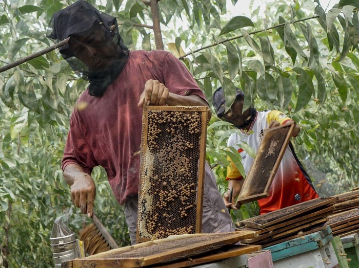 Peternak mengeluarkan sarang lebah dari dalam kotak saat memanen madu lebah (Apis mellifera) di Desa Pinang Sebatang Barat, Kecamatan Tualang, Kabupaten Siak, Riau, Selasa (15/9/2026). Peternak setempat mampu menghasilkan sedikitnya 100–300 kilogram madu dalam sekali panen yang dilakukan sebulan sekali, dengan harga jual Rp30 ribu–Rp250 ribu per kemasan, dan hasil produksinya telah dipasarkan ke berbagai daerah, seperti Jakarta, Medan, dan Padang, hingga Malaysia. ANTARA FOTO/Rony Muharrman/kye