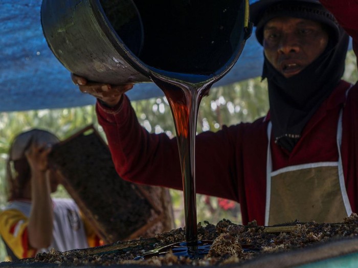 Peternak mengeluarkan sarang lebah dari dalam kotak saat memanen madu lebah (Apis mellifera) di Desa Pinang Sebatang Barat, Kecamatan Tualang, Kabupaten Siak, Riau, Selasa (15/9/2026). Peternak setempat mampu menghasilkan sedikitnya 100–300 kilogram madu dalam sekali panen yang dilakukan sebulan sekali, dengan harga jual Rp30 ribu–Rp250 ribu per kemasan, dan hasil produksinya telah dipasarkan ke berbagai daerah, seperti Jakarta, Medan, dan Padang, hingga Malaysia. ANTARA FOTO/Rony Muharrman/kye