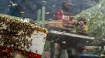 Panen Madu Apis Mellifera, Sekali Panen Capai 300 Kg