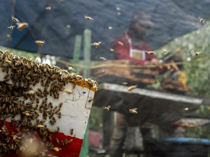 Peternak mengeluarkan sarang lebah dari dalam kotak saat memanen madu lebah (Apis mellifera) di Desa Pinang Sebatang Barat, Kecamatan Tualang, Kabupaten Siak, Riau, Selasa (15/9/2026). Peternak setempat mampu menghasilkan sedikitnya 100–300 kilogram madu dalam sekali panen yang dilakukan sebulan sekali, dengan harga jual Rp30 ribu–Rp250 ribu per kemasan, dan hasil produksinya telah dipasarkan ke berbagai daerah, seperti Jakarta, Medan, dan Padang, hingga Malaysia. ANTARA FOTO/Rony Muharrman/kye