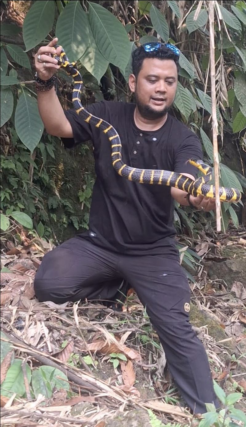 Panji Petualang Menemukan Ular Cincin Emas saat Susur Sungai di Sungai Jujuhan. Panji Petualang Menemukan Ular Cincin Emas saat Susur Sungai di Sungai Jujuhan.