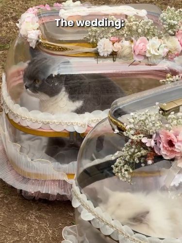 Pasangan pengantin di Filipina ini membuat momen pernikahan unik dengan membawa empat kucing kesayangan mereka dalam koper bening berhias bunga.