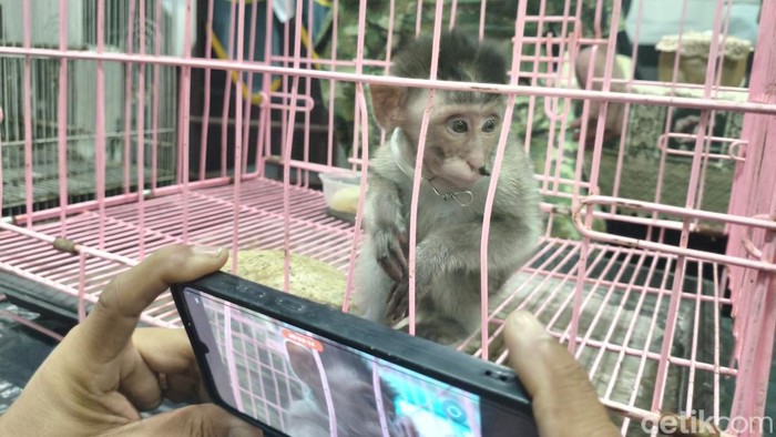 Penyelundupan anak monyet hingga tupai dibongkar di Bandara Juanda