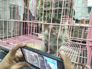 Sadis! Anak Monyet Ekor Panjang Ditemukan dalam Koper di Bandara Juanda