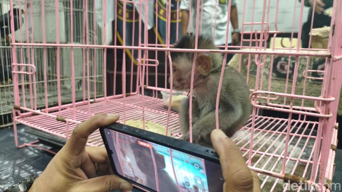 Penyelundupan anak monyet hingga tupai dibongkar di Bandara Juanda