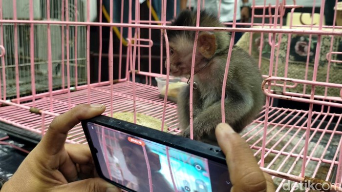 Penyelundupan anak monyet hingga tupai dibongkar di Bandara Juanda