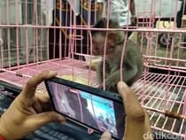 Anak Monyet-Tupai Diselundupkan Dalam Koper, Terbongkar di Bandara Juanda
