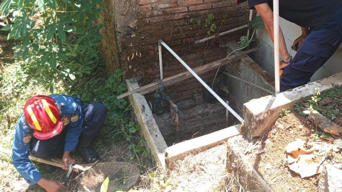 Petugas Damkar Ciamis mengevakuasi ular kobra dari dalam sumur warga