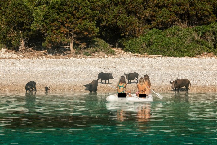 Jangan Kaget, Bisa Berenang di Pulau Atokos Bareng Babi Hutan