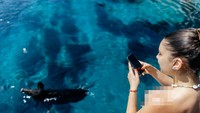Jangan Kaget, Bisa Berenang di Pulau Atokos Bareng Babi Hutan