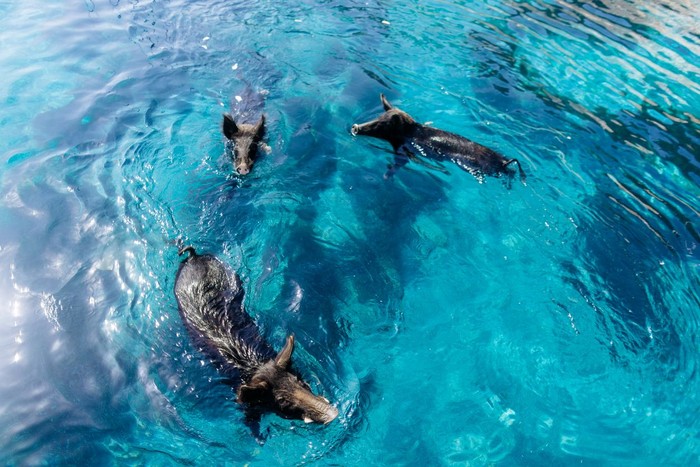 Jangan Kaget, Bisa Berenang di Pulau Atokos Bareng Babi Hutan