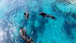 Jangan Kaget, Bisa Berenang di Pulau Atokos Bareng Babi Hutan