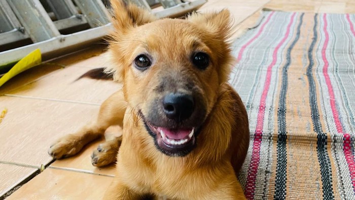 Salah satu anjing milik warga Wonopolo, Mijen, Kota Semarang yang diduga dibunuh.