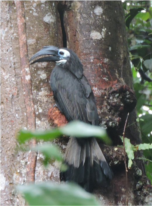 Salah satu jenis Rangkong di Hutan Konservasi.