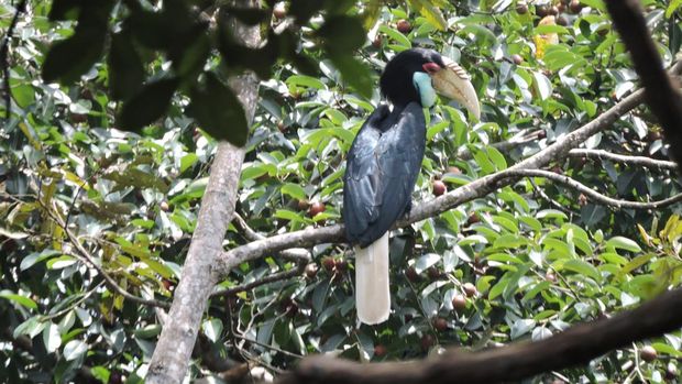 Salah satu jenis Rangkong di Hutan Konservasi PT KSI