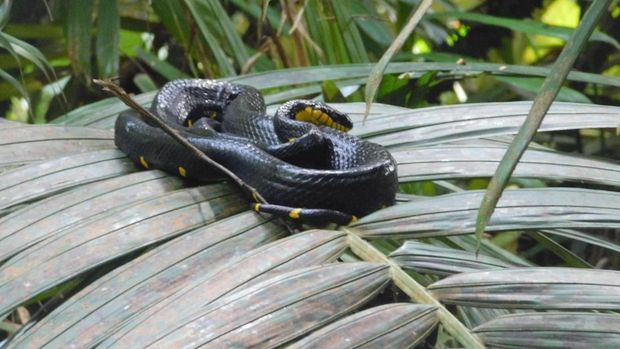 Salah satu jenis ular yang ditemukan di hutan konservasi