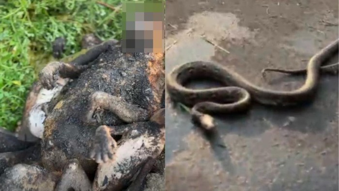 Sejumlah satwa ditemukan mati hangus akibat karhutla di Seruyan, Kalteng.